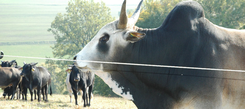 Zebu-Rinderherde im Jagsttal